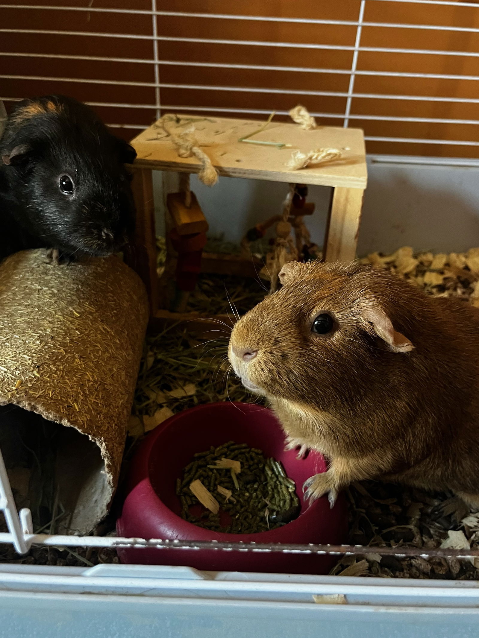 adoptable Guinea Pig in Rockaway, NJ named Pumpkin & Spice GUINEA PIGS