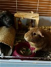 adoptable Guinea Pig in rockaway, NJ named Pumpkin & Spice GUINEA PIGS