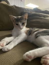Penny KITTEN