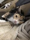 Pepper KITTEN