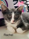 Petunia's Rachel KITTEN