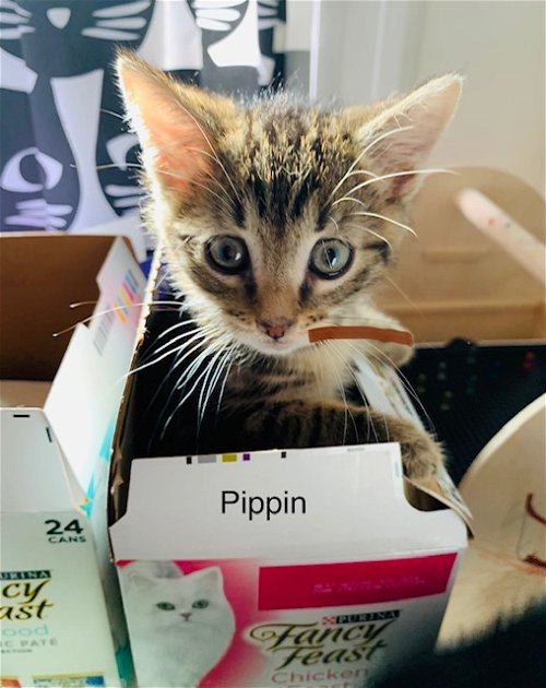 Petunia's Pippi KITTEN