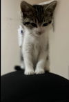 Vanilli KITTEN