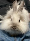 Alfie RABBIT