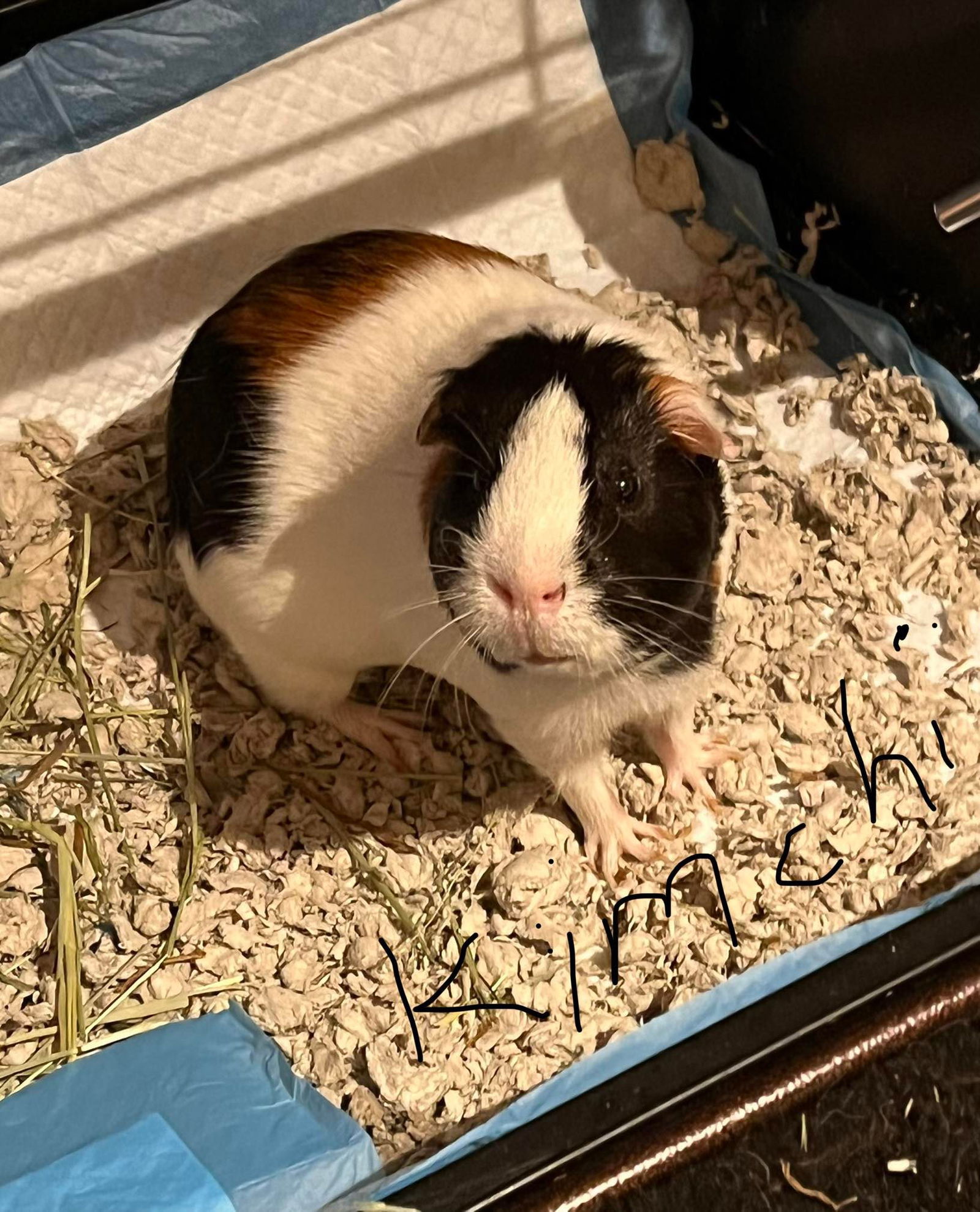 adoptable Guinea Pig in Rockaway, NJ named Kimchi and Willow GUINEA PIGS