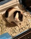 adoptable Guinea Pig in rockaway, NJ named Kimchi and Willow GUINEA PIGS