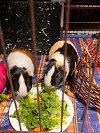 Kimchi and Willow GUINEA PIGS