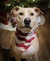 adoptable Dog in , NJ named Layla Momma Dessin