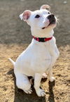 Baby Wishbone Lizman