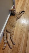 Blake KITTEN
