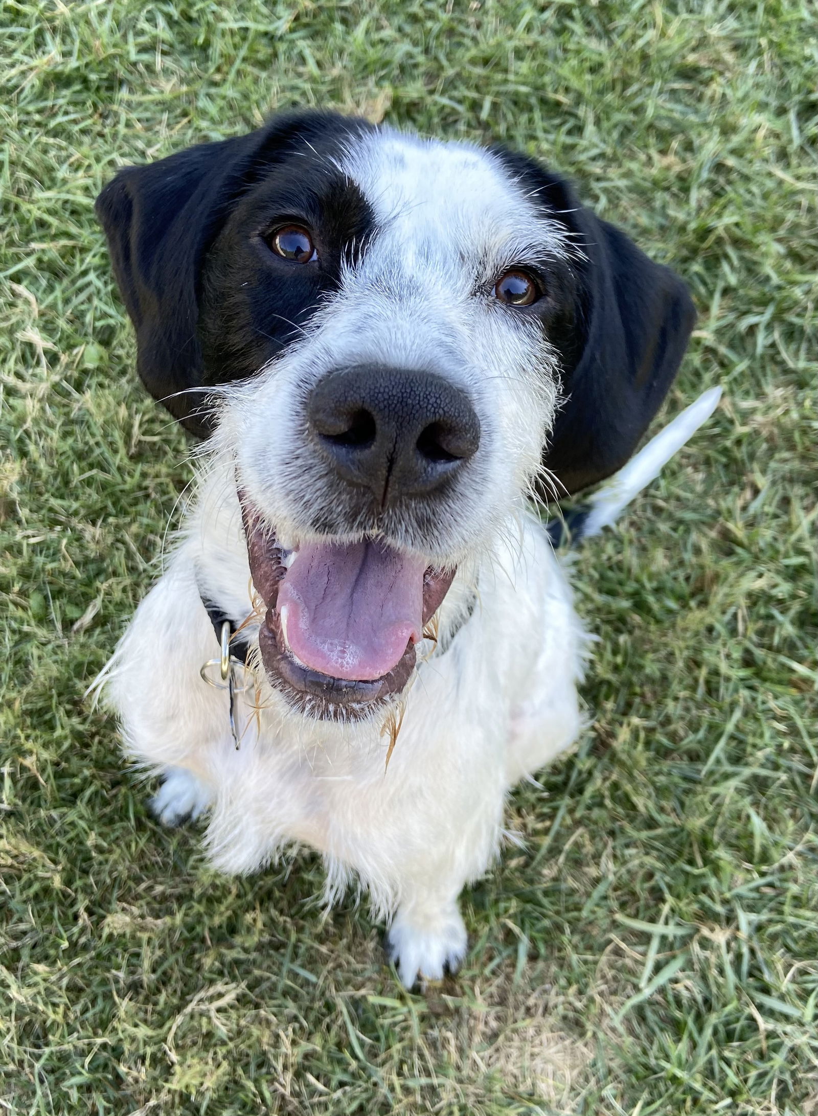 Dog for Adoption - Sparky Pointer OS, a German Wirehaired Pointer in ...