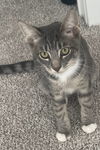 Tom KITTEN