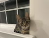 Bingley KITTEN