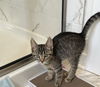 Clover KITTEN