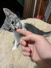Lily's Cider KITTEN