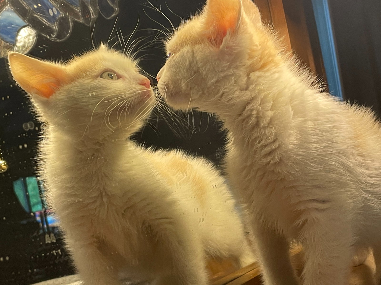 Cats for Adoption in The Bronx, New York Alpha Paw