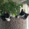 Shiitake KITTEN
