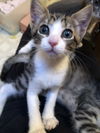 Tucker KITTEN