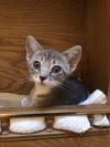 Trooper KITTEN