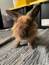 Gideon RABBIT