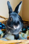 Thumper Rabbit