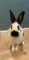 Gus RABBIT