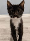 Mimi's Dandy KITTEN