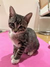 Apple KITTEN