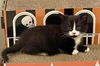 Anita's Atilla KITTEN