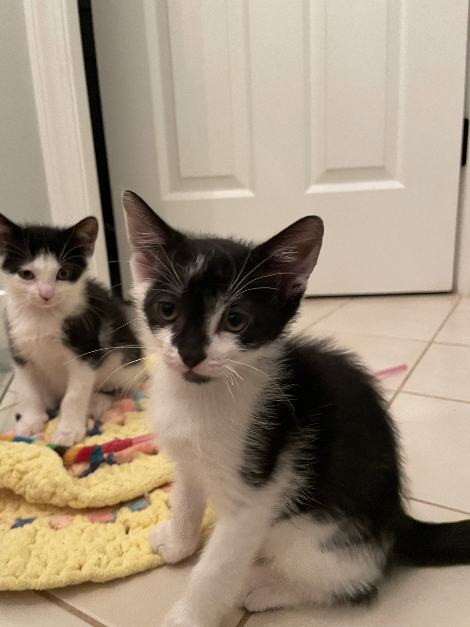 Cats for Adoption in Bedford Hills, New York Alpha Paw