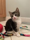 Duchess' Toulouse KITTEN