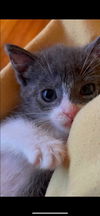 Cinnamon KITTEN