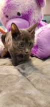 Shadow KITTEN