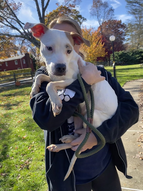 Olive Mini Pittie