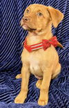 Pumpkin Davis Lonestar