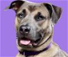 adoptable Dog in rockaway, NJ named Sally (Prim Caddo)