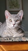 Annabelle KITTEN