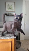 Sheila KITTEN