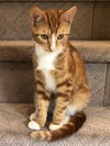 Pumpkin KITTEN