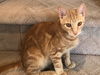 Peanut KITTEN
