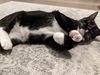 Sheriff KITTEN KEARNY