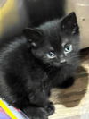Angie's Sammy KITTEN