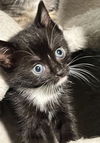 Angie's Pepper KITTEN