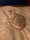 Benny KITTEN