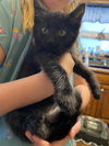 Harry KITTEN