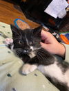 Luna 3 KITTEN