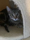 Woody KITTEN