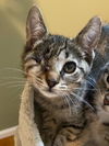 Twiggy KITTEN
