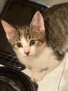 Nibble KITTEN