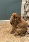 Teddy RABBIT